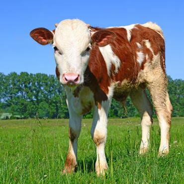 Single calve in the pasture