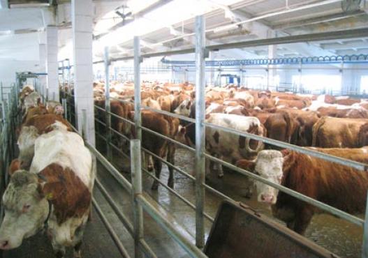 Cattles Fleckvieh in stable in Siberia