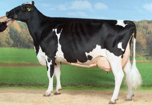 Single Holstein cow