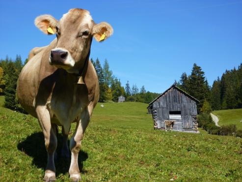 Single brown swiss in the pasture
