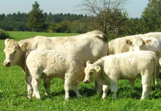 Charolais in the pasture