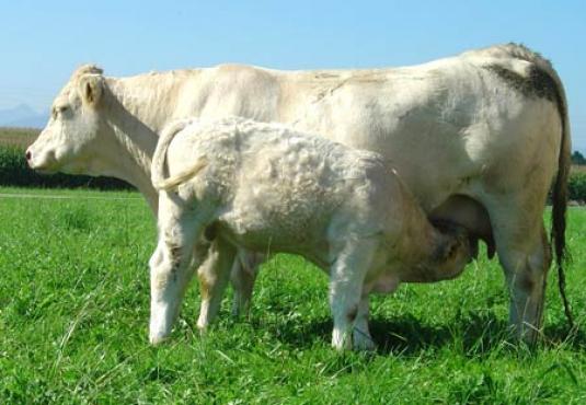 Charolais in the pasture with calve