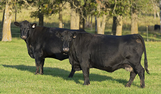 Two angus in the pasture