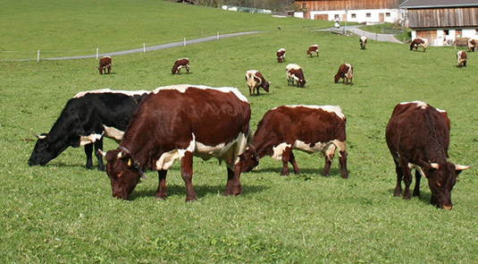 Pinzgauer in the pasture