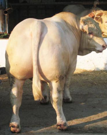 Backview from a slaughter cattle