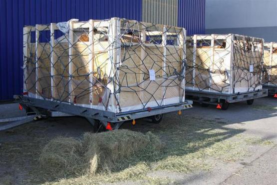 Bringing cattles to plane in Kazachstan 